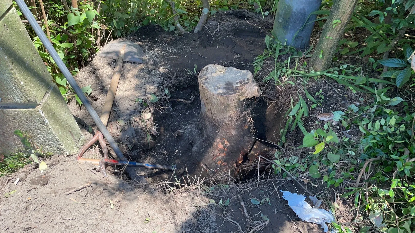 千葉県香取市にて、大きくなりすぎた庭木の伐採を行いました！