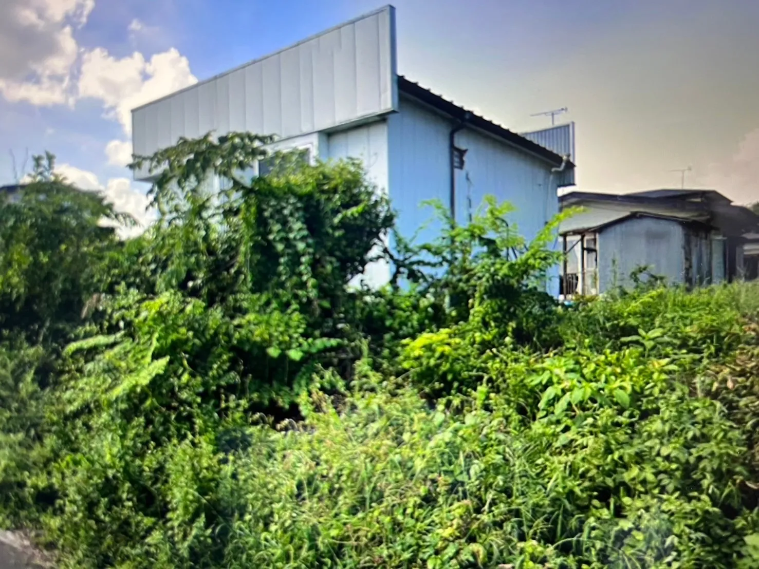 千葉県香取市にて庭木の伐採・草刈りを行いました！