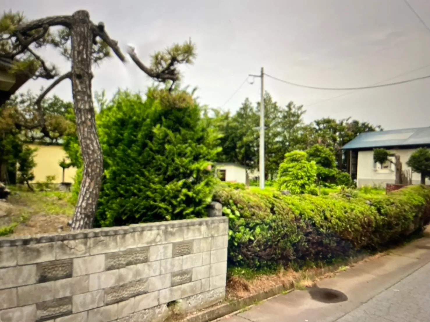 千葉県香取市にて植木の剪定・消毒を行いました！