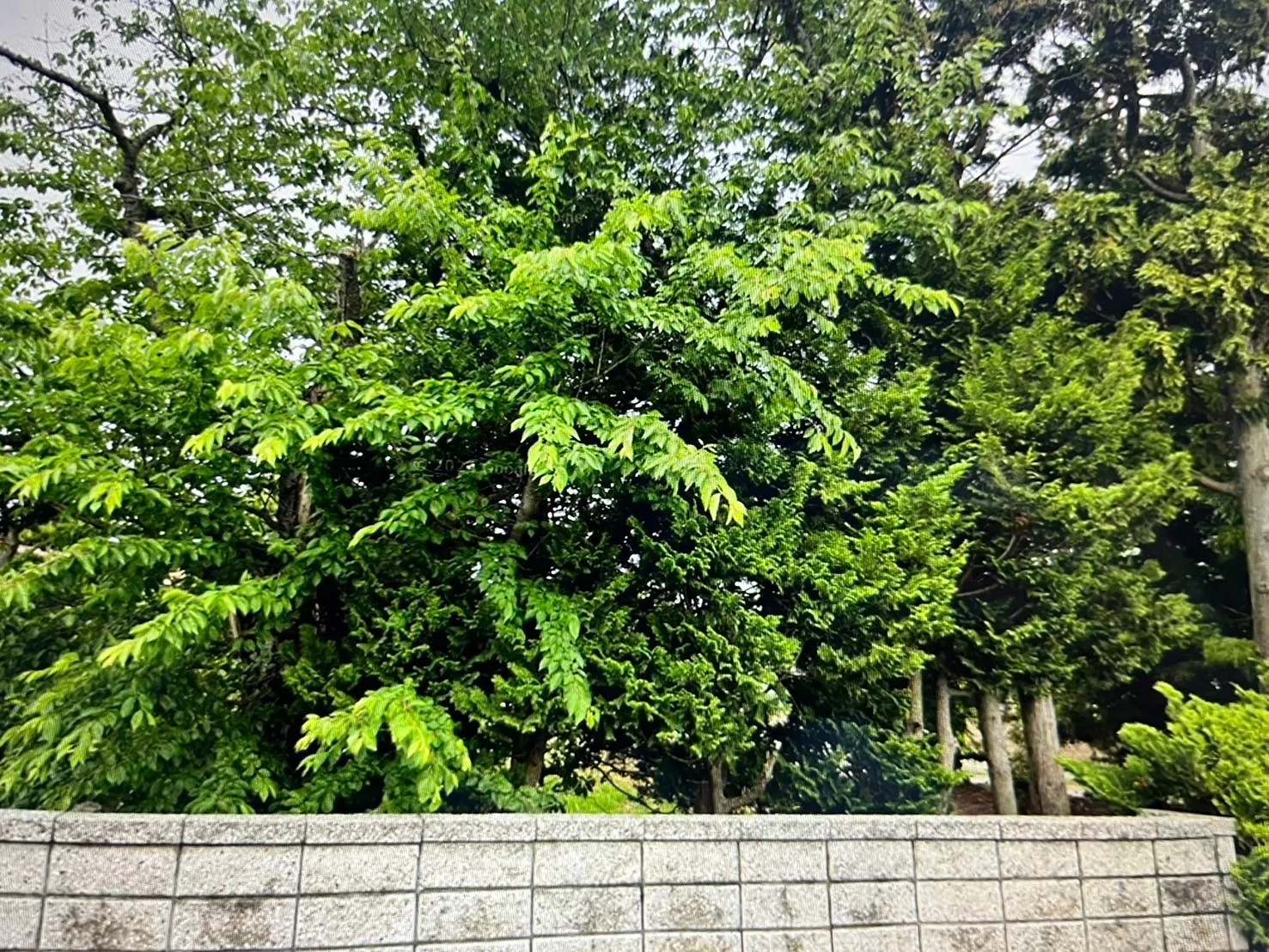 千葉県香取市にて庭木の伐採・消毒を行いました！