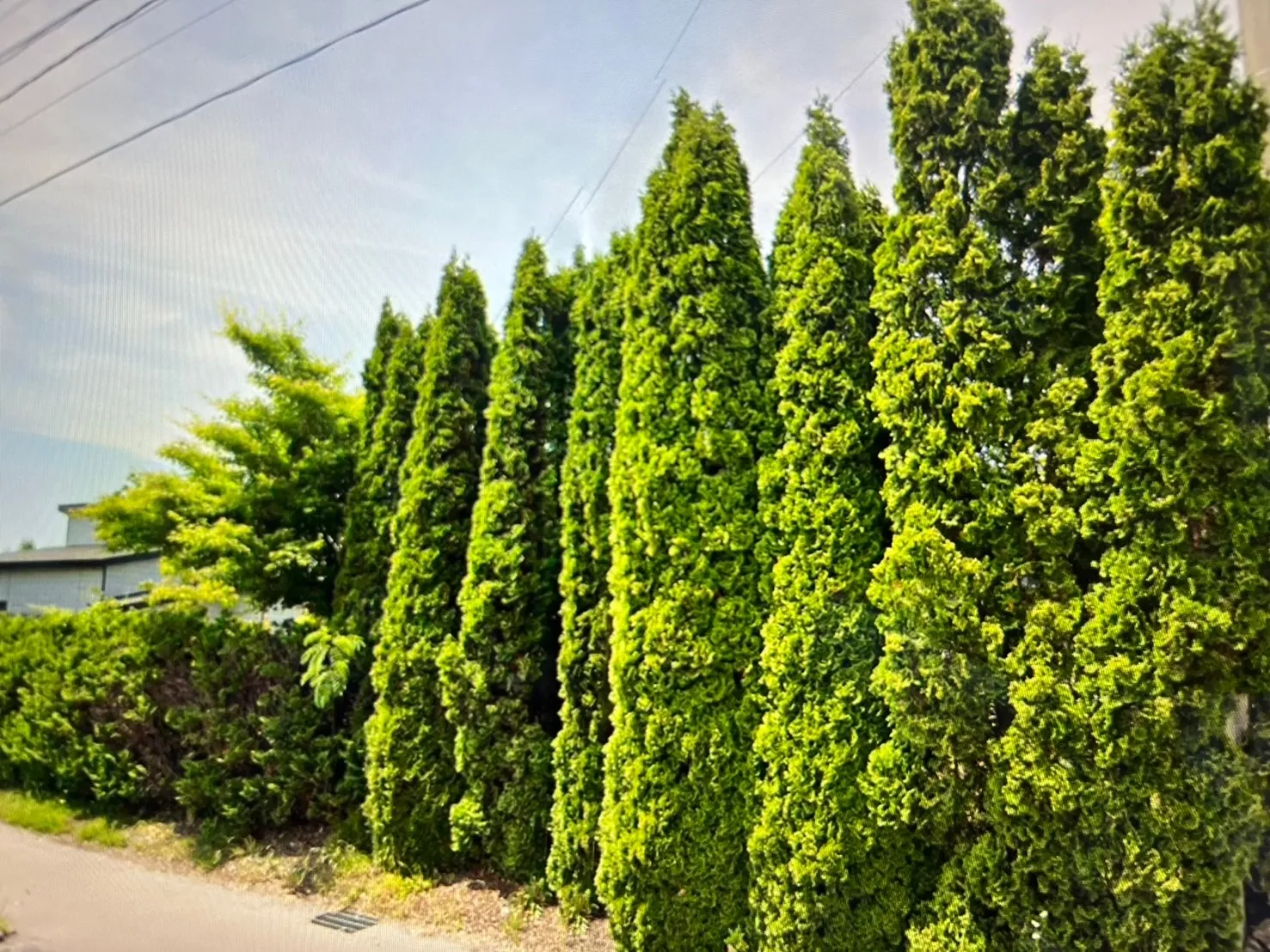 千葉県香取市にて植木の剪定・消毒を行いました！