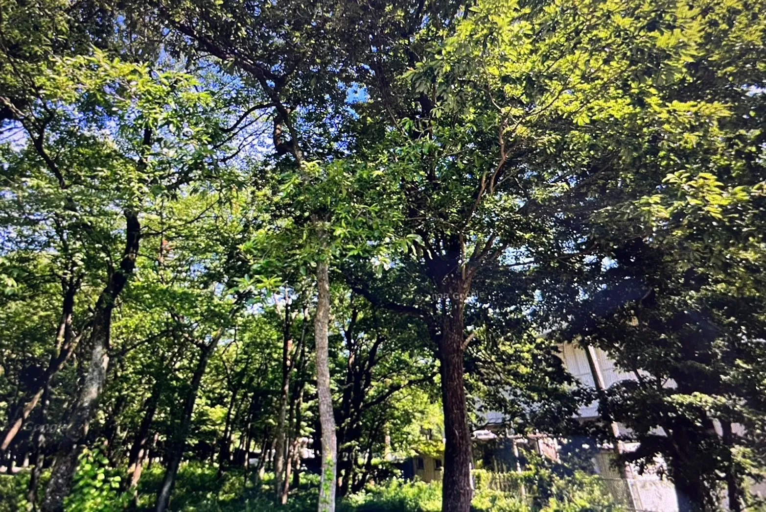 千葉県香取市にて庭木の伐採・消毒を行いました！