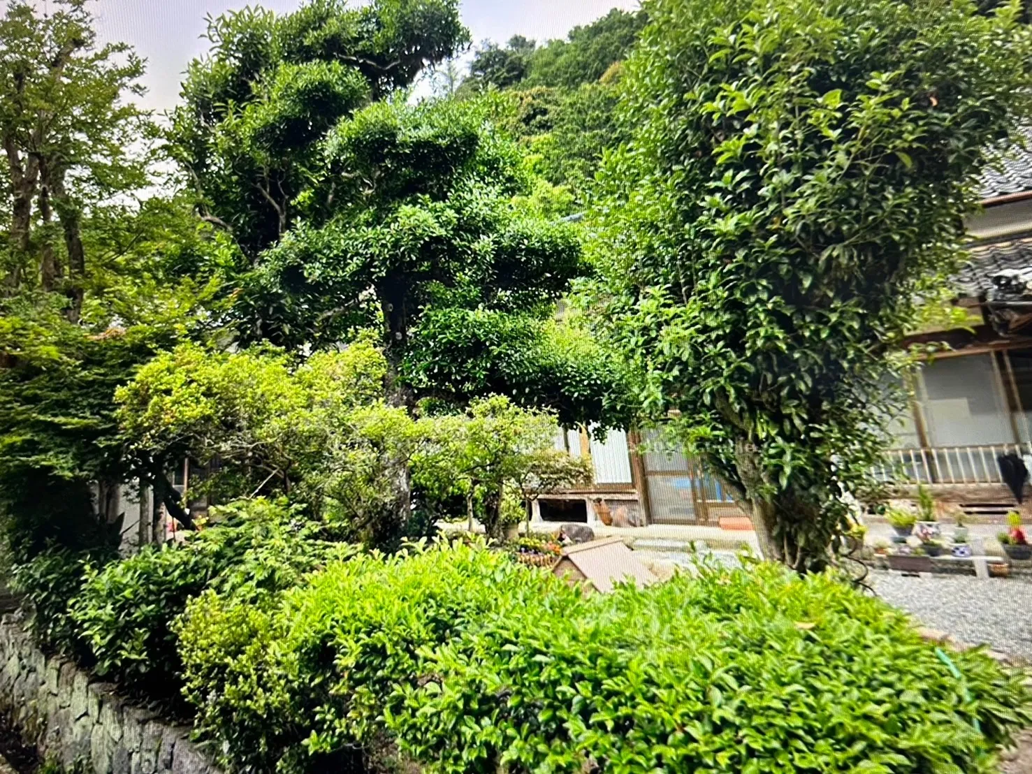 千葉県香取市にて庭木の伐採・消毒を行いました！