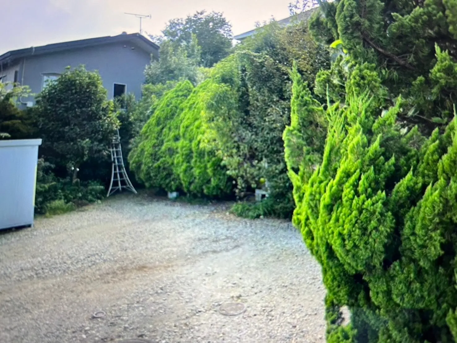 千葉県香取市にて庭木の伐採・消毒を行いました！