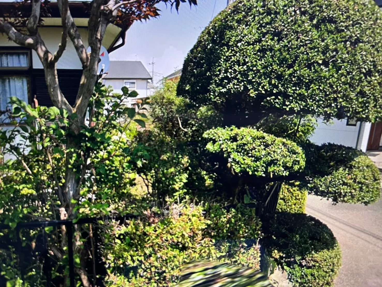 千葉県香取市にて庭木の剪定・消毒を行いました！