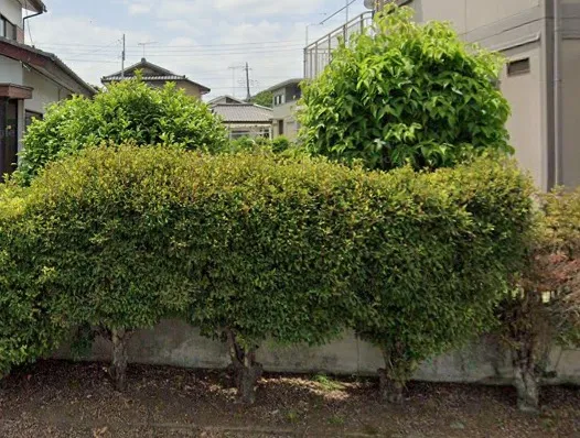 千葉県香取市にて庭木の伐採を行いました！