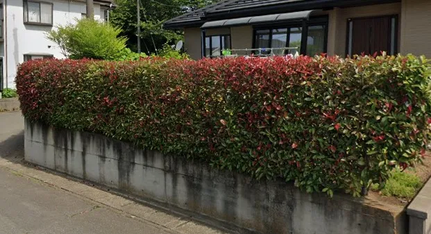 千葉県香取市にて庭木の伐採を行いました！