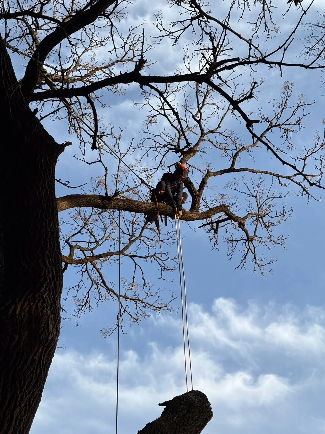 高所作業車の入らない伐採対応可能です。