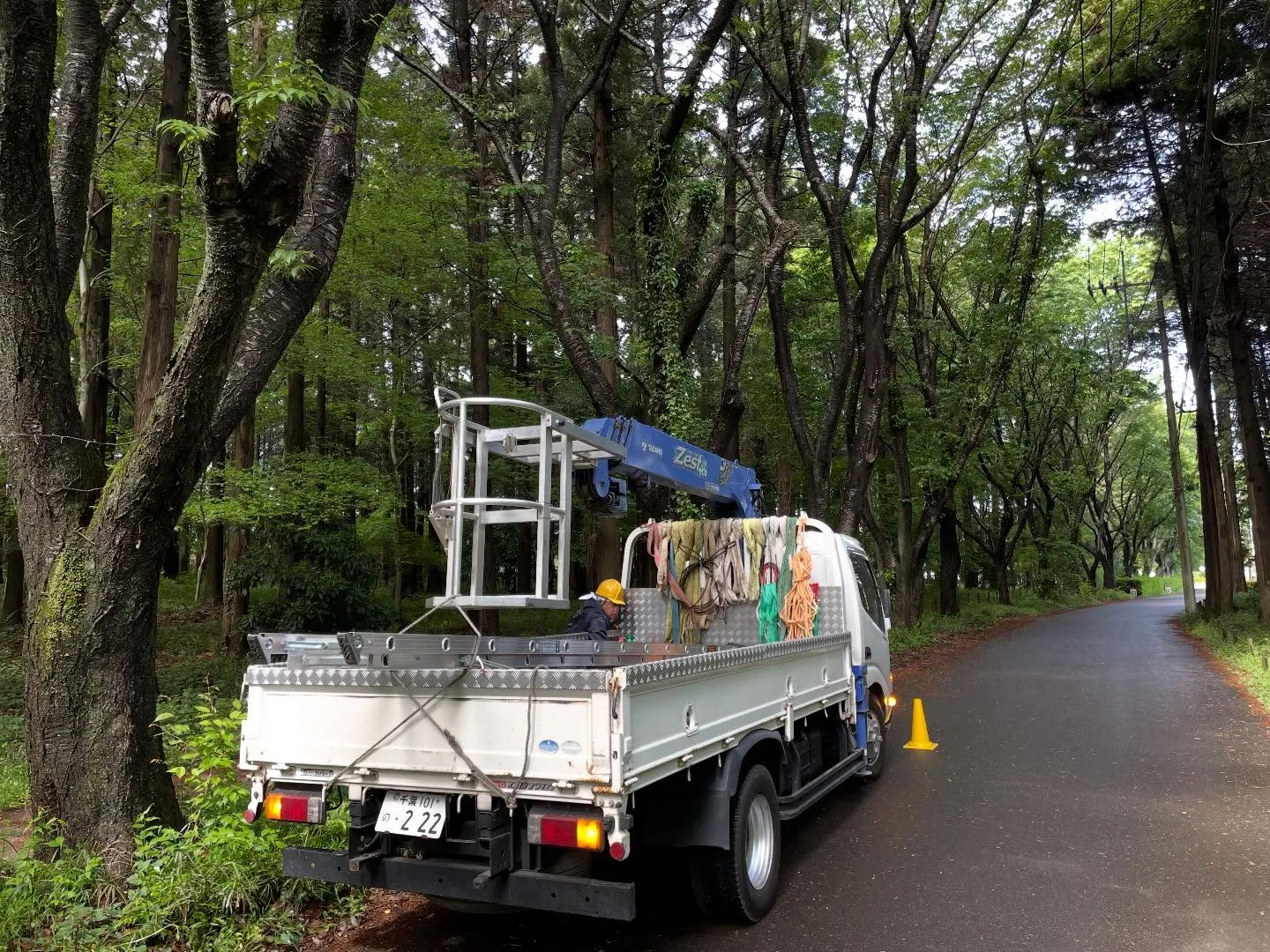 牛久市にて桜の支障枝剪定、枯れ枝撤去
