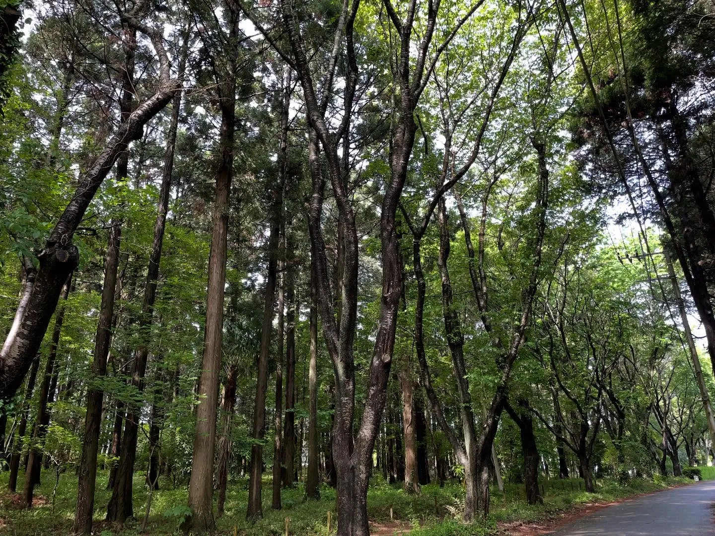 牛久市にて桜の支障枝剪定、枯れ枝撤去