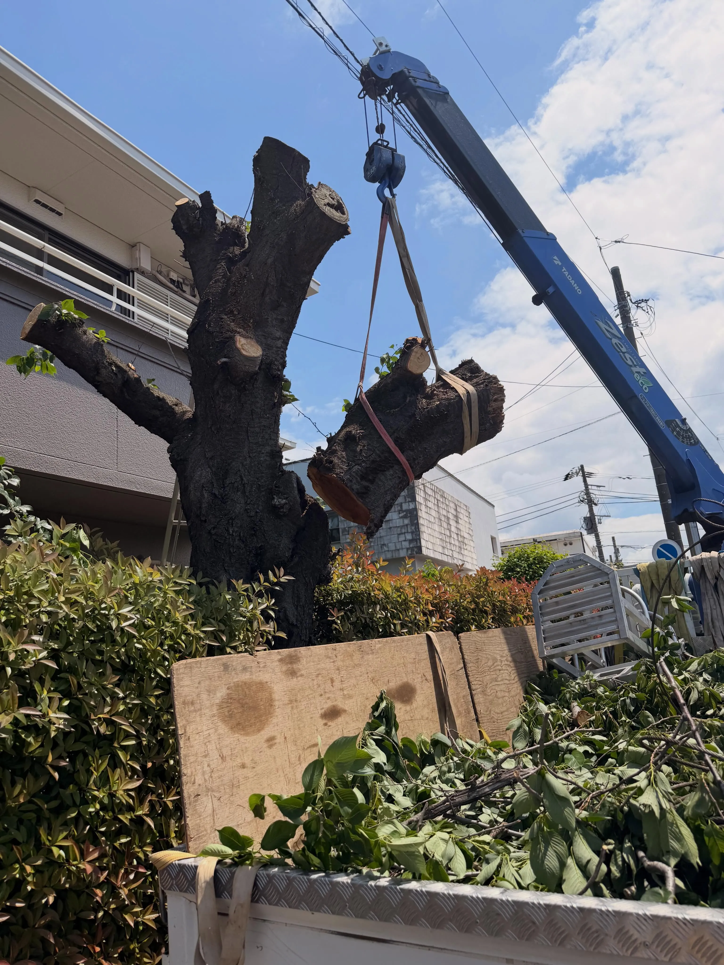 千葉市稲毛区にて桜の伐採