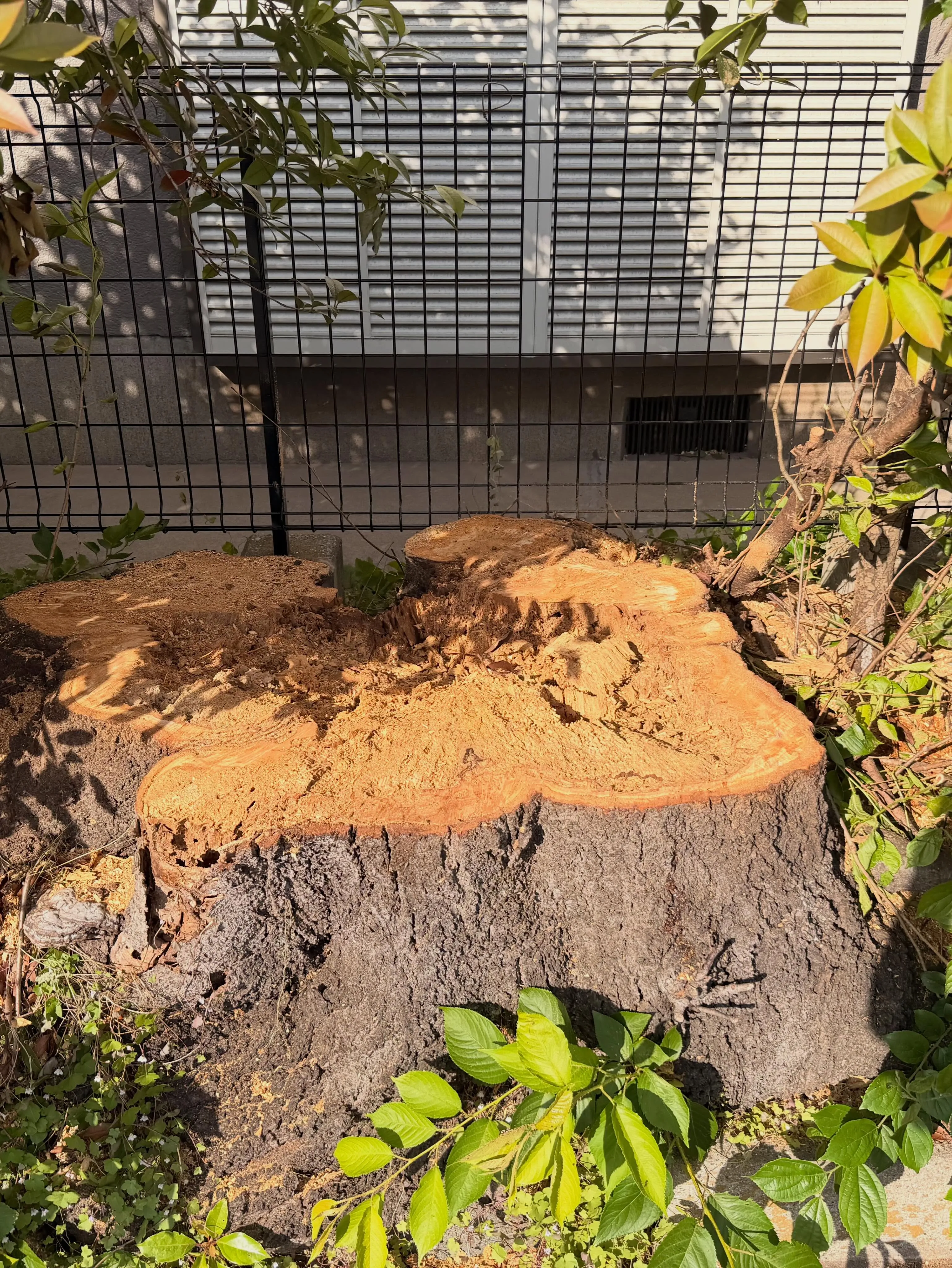 千葉市稲毛区にて桜の伐採