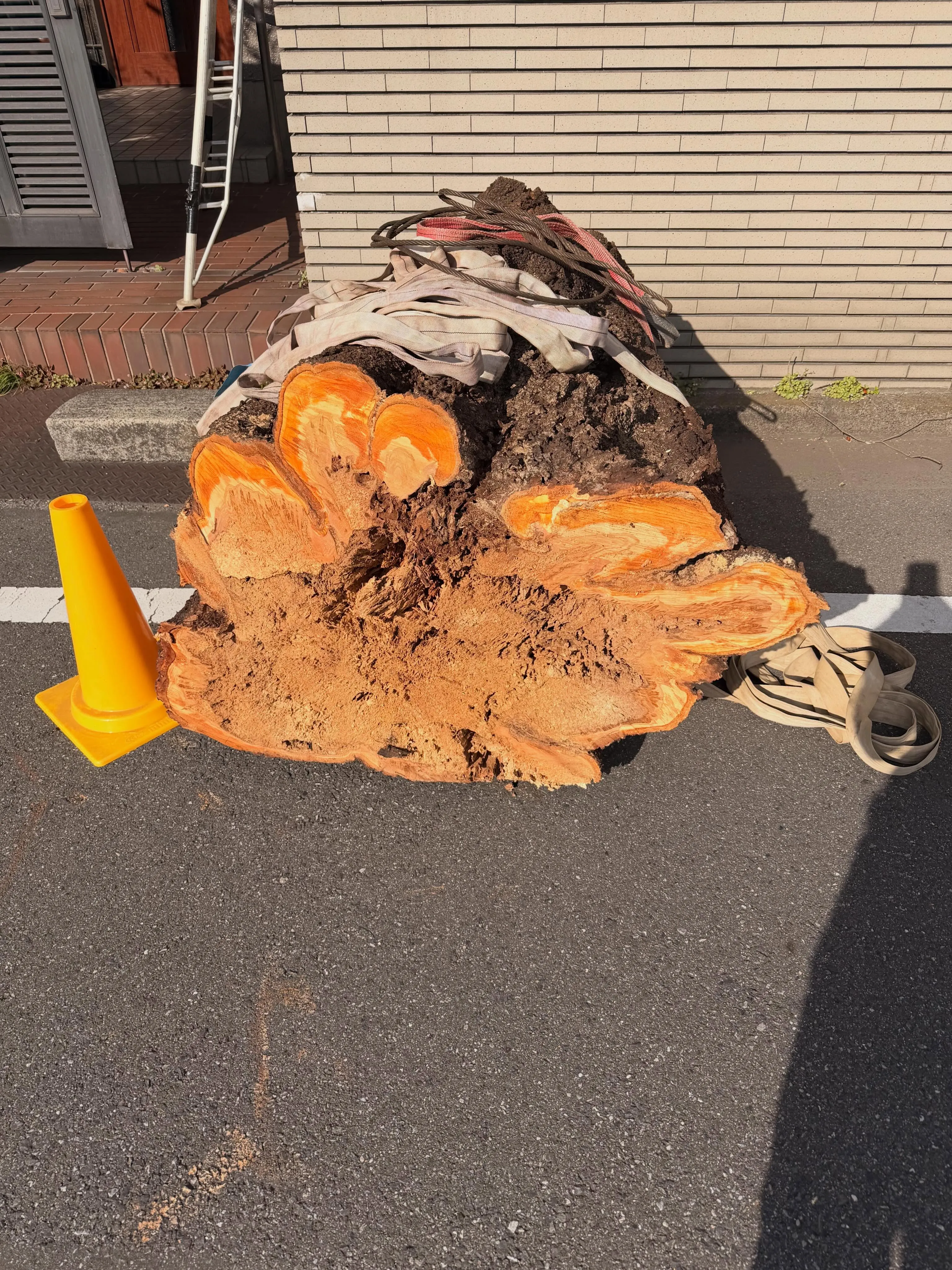 千葉市稲毛区にて桜の伐採