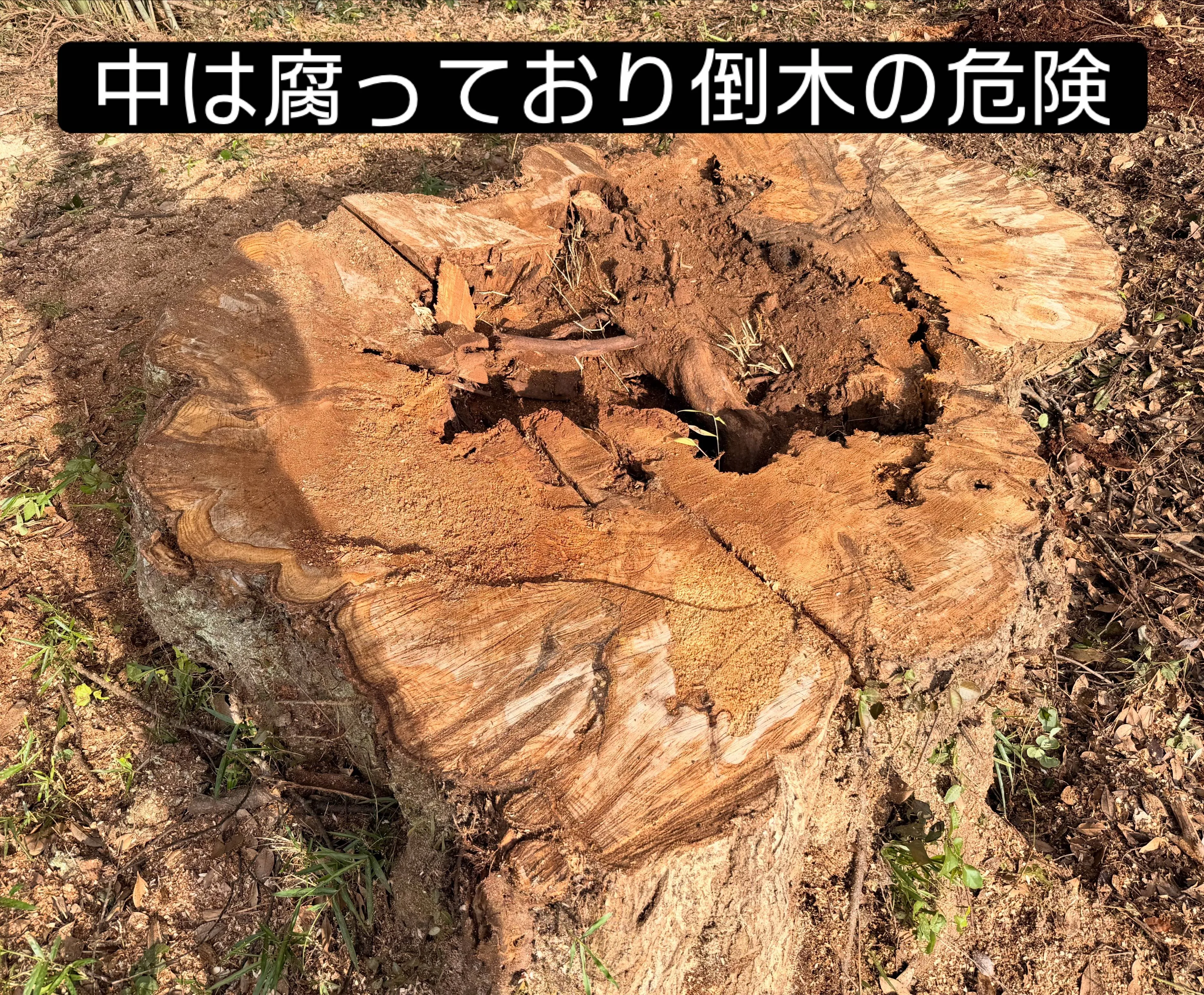 芝山町にて伐採作業