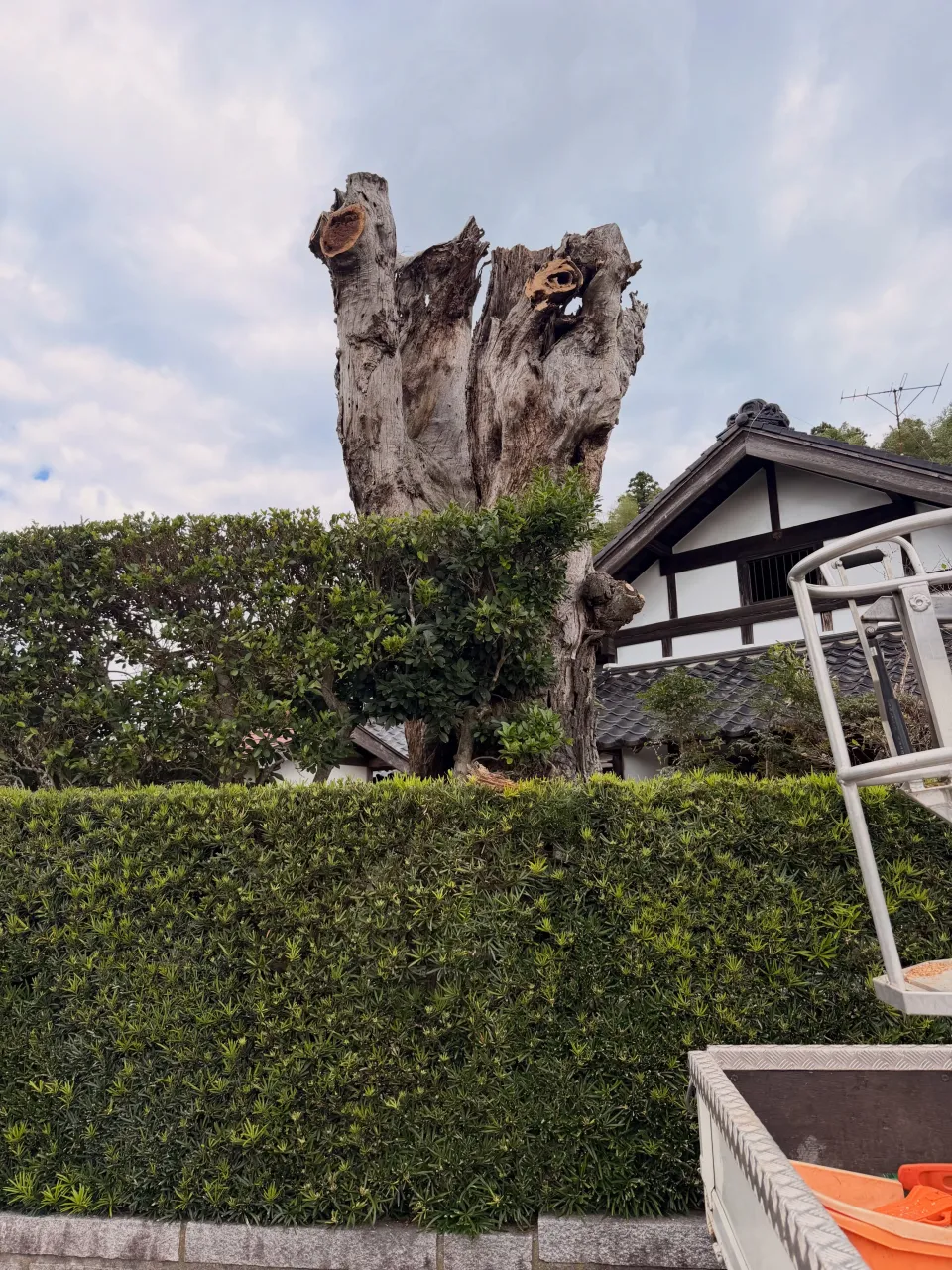 椎木伐採