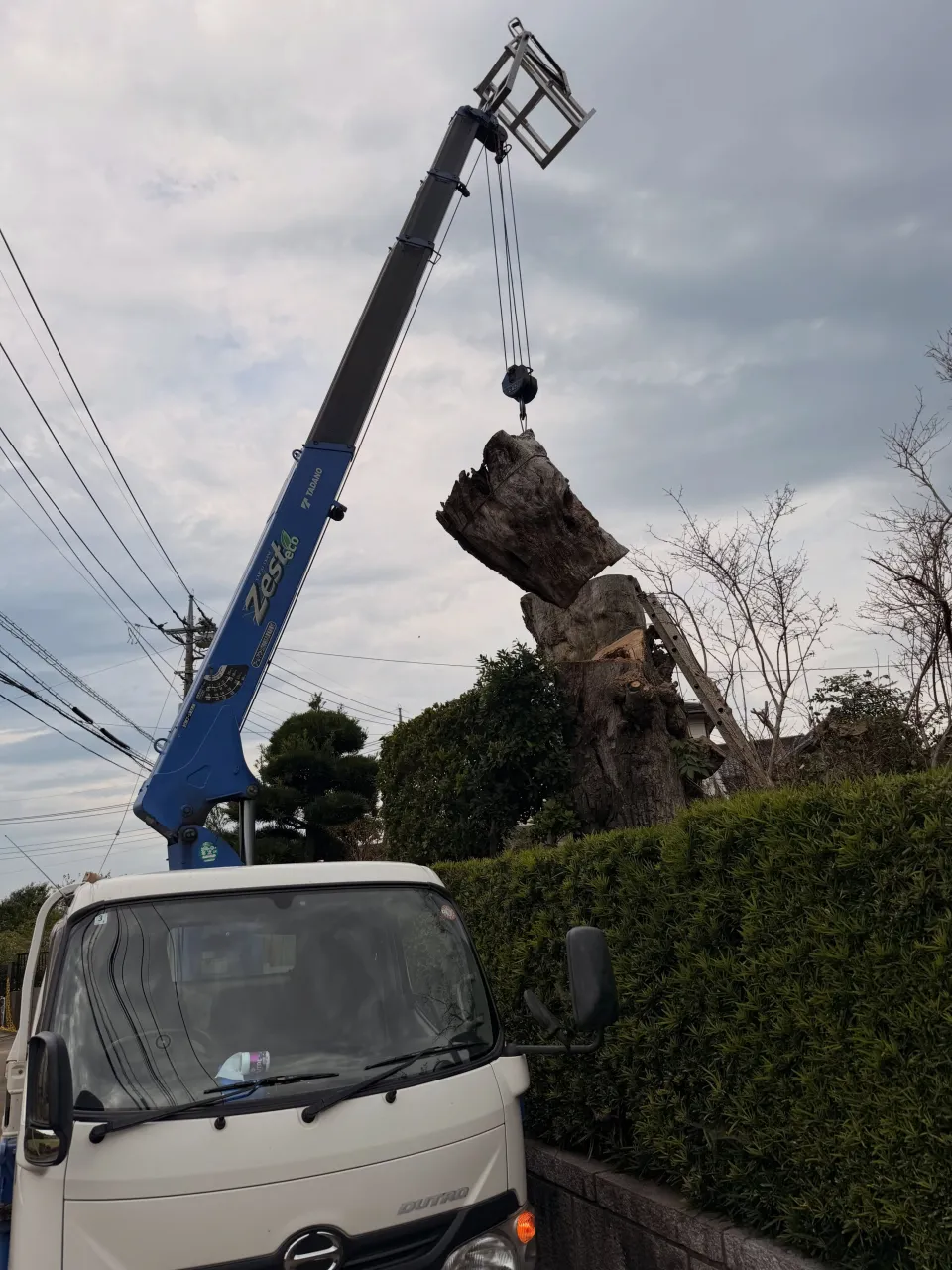 椎木伐採