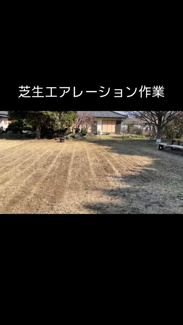 芝生のエアレーション作業