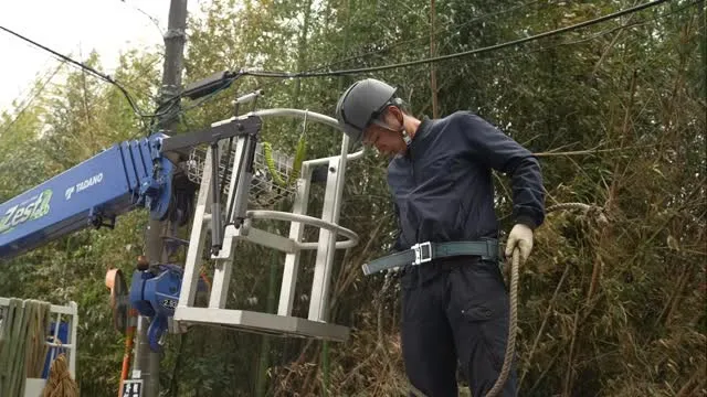 椎の木伐採作業